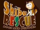 Shiba Rescue Dogs and Puppies